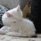 Un chat blanc couché entrain de se lécher