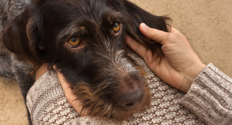 Chien aux yeux tristes