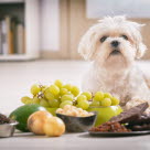 Petit chien devant des aliments toxiques pour lui