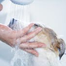 Une femme donne une douche à son chien