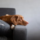 chien sur canapé