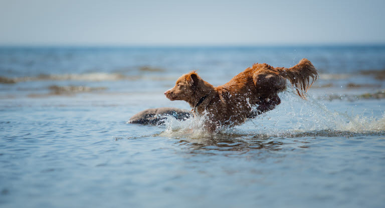 chien sautant dans l'eau