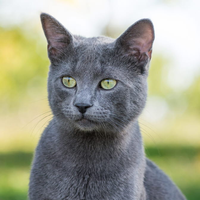 maladie chat oreille noire