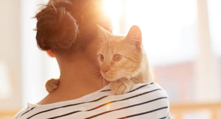 Un chat jour à contre jour dans les bras de sa maîtresse vue de dos