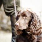 Chien couleur chocolat regardant dans le vide