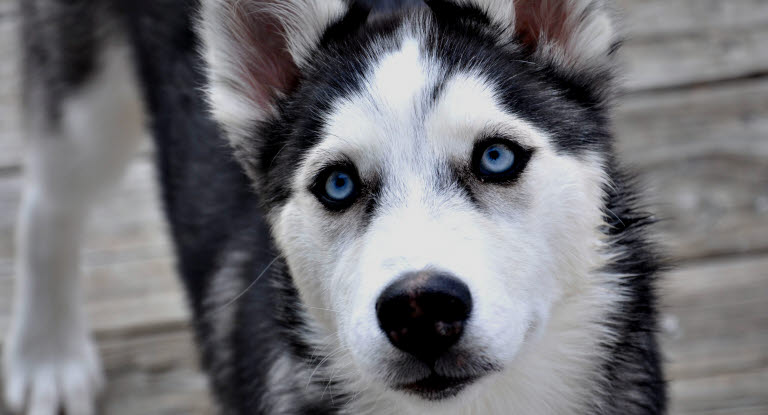 Husky de Sibérie