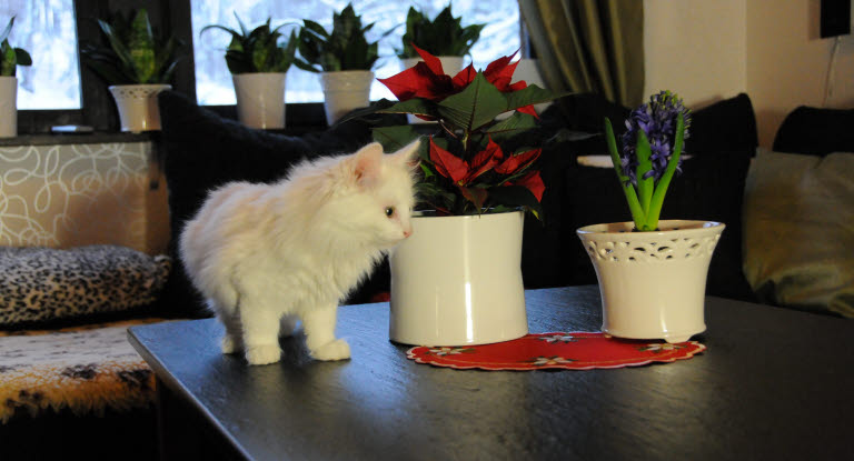 chat blanc près d'un poinsettia et d'une Jacinthe