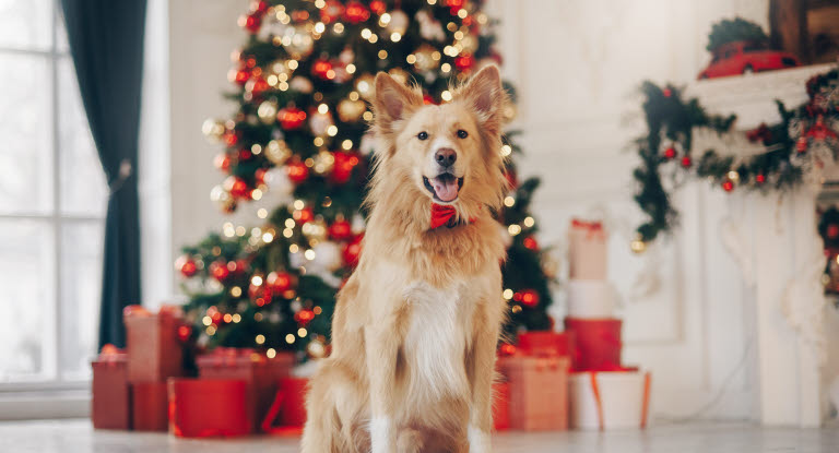 Chien près d'un sapin de Noël