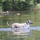 chien Whippet dans une rivière 