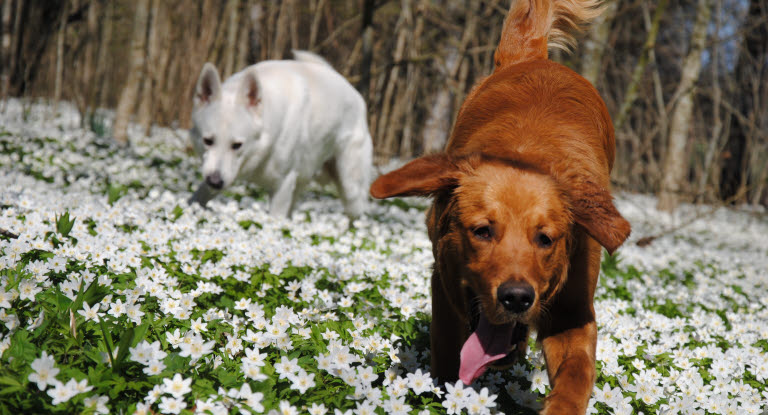 Deux chien courant dans les fleurs