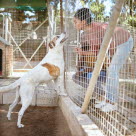 Chien en chenil avec femme 