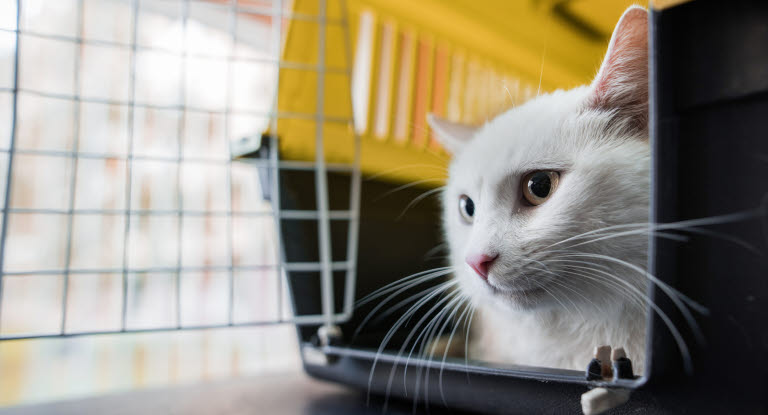 Chat blanc couché dans sa cage de transport