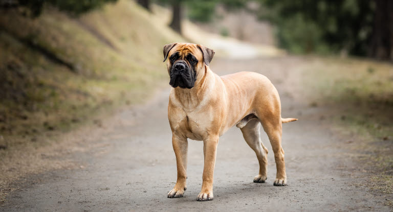 Chien de race Bullmastiff