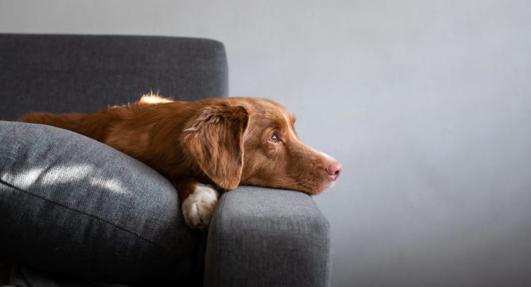 chien sur canapé
