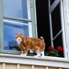 Un chat sur le rebord de la fenêtre