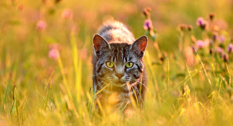 Vieux chat dans un champ d'été
