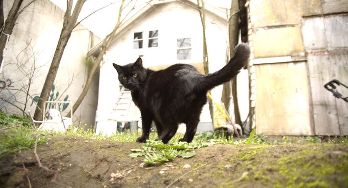 Pourquoi Le Chat Fait Il Le Dos Rond Agria Assurance Pour Animaux