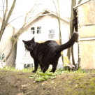 Un chat noir faisant le dos rond