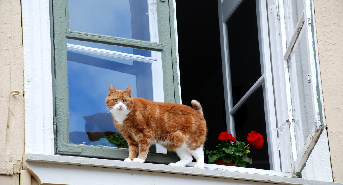 Protéger ses fenêtres et balcon pour que mon chat ne tombe pas