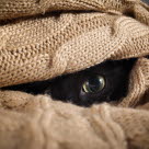 Chat noir caché dans une couverture, on ne voit qu'un seul oeil