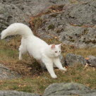 Un chat blanc courant dans les rochers