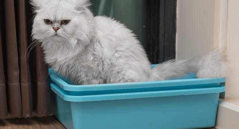chat dans son bac à litière