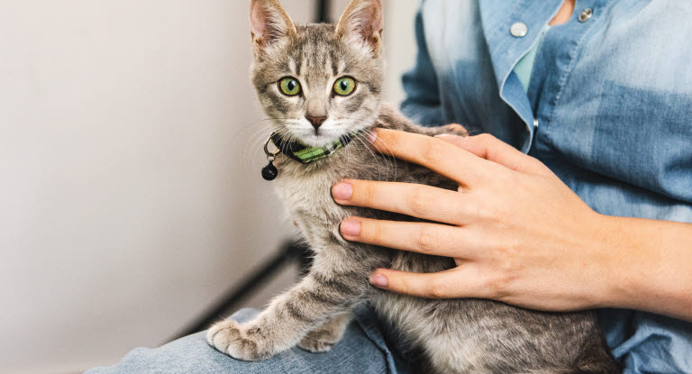 chat sur les genoux de son maître