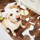 Un chien entouré de débris, ayant fait des bêtises en l'absence de ses maîtres