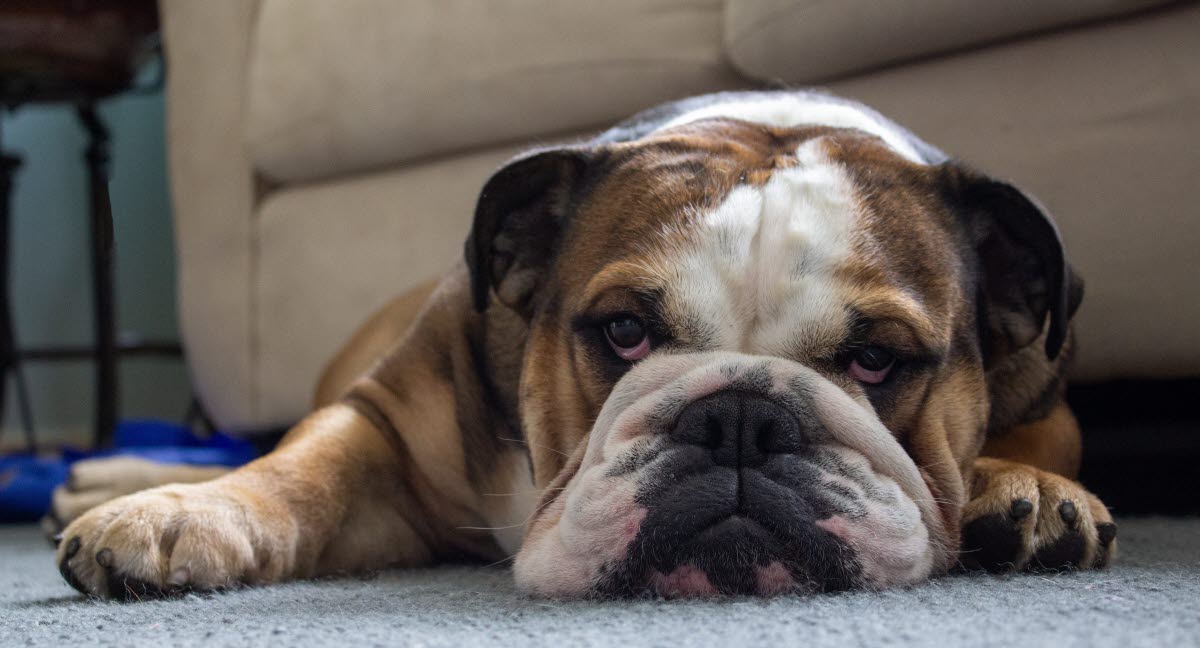 Mon Chien Pete Que Puis Je Faire Agria Assurance Pour Animaux