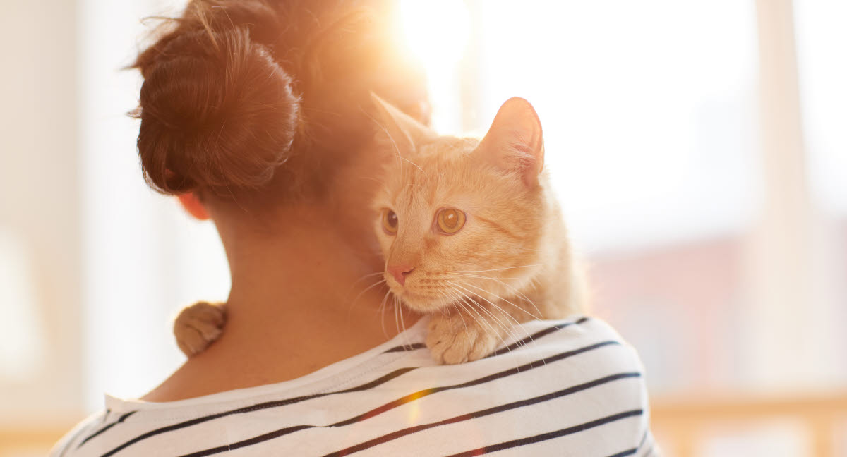 Adopter Un Chat Dans Un Refuge Agria Assurance Pour Animaux