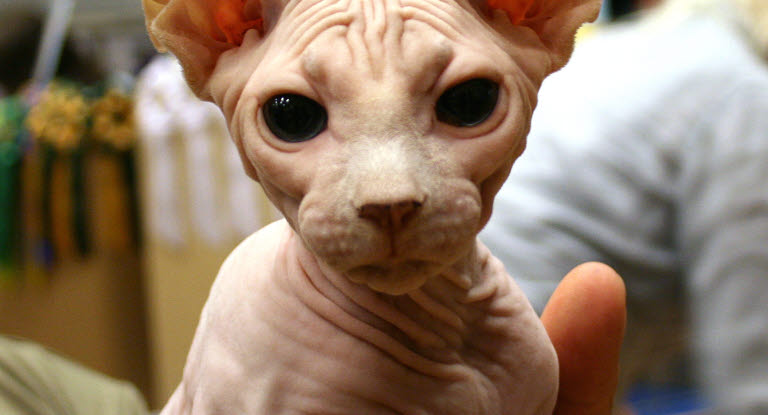 chat Sphynx