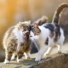 Deux chats qui se frottent la tête