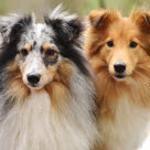 2 chiens de Berger des Shetlands