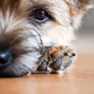 Tête Yorkshire Terrier gros plan yeux