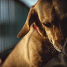 chien triste dans les bras de son propriétaire