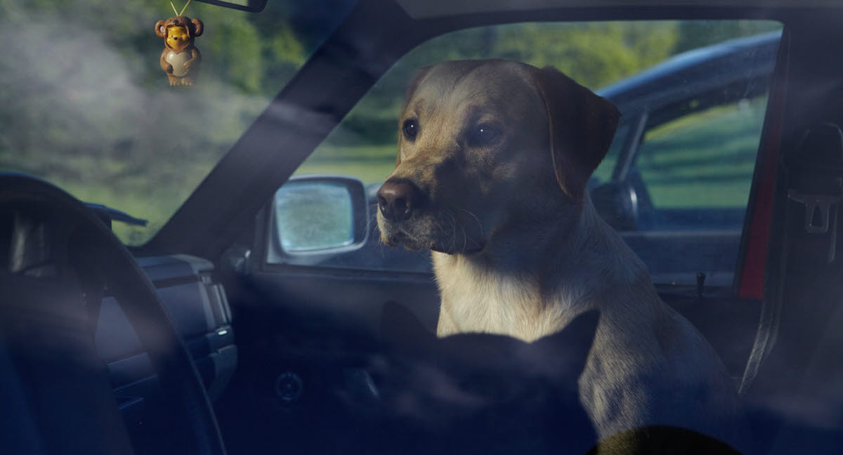 Ne Laissez Jamais Votre Chien Enferm Dans Une Voiture Agria