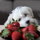 Chien blanc qui regarde des fraises  sur une assiette