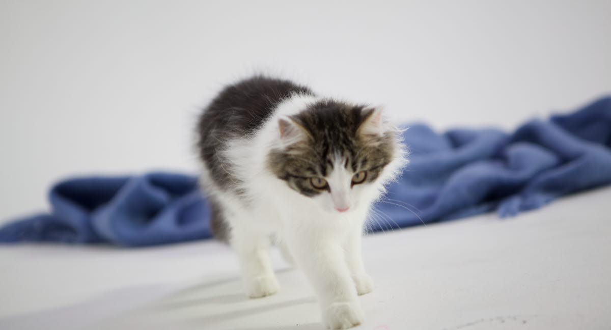 Pourquoi Le Chat Court Il Partout Dans La Maison Agria Assurance Pour Animaux