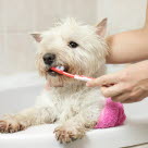 Une femme brossant les dents de son chien