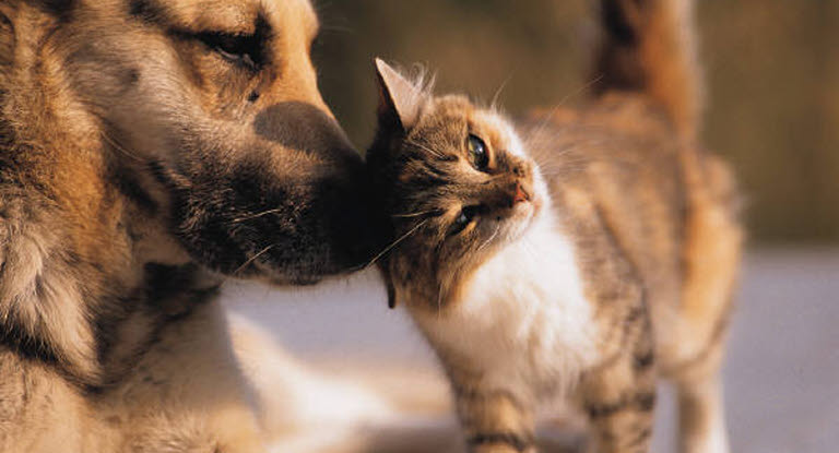 chat fait un câlin au chien