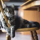 Chat couché sur une chaise