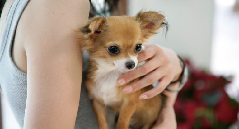 Chihuahua dans les bras