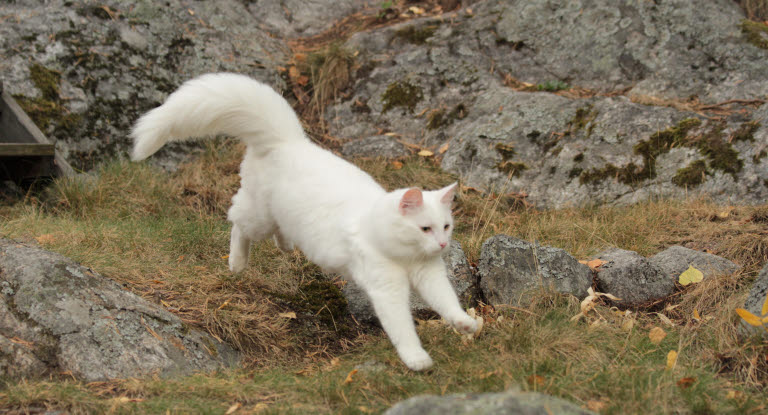 Un chat blanc courant dans les rochers
