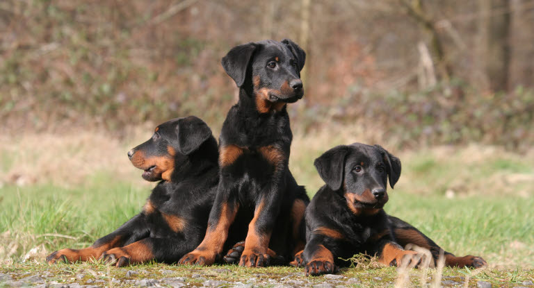 3 chiots Beauceron noirs et bruns