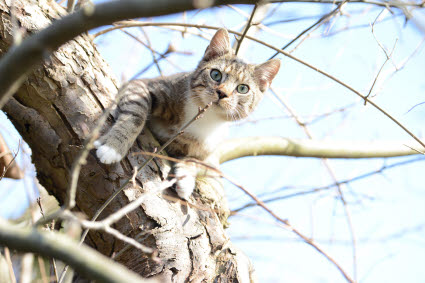 chat dans un arbre