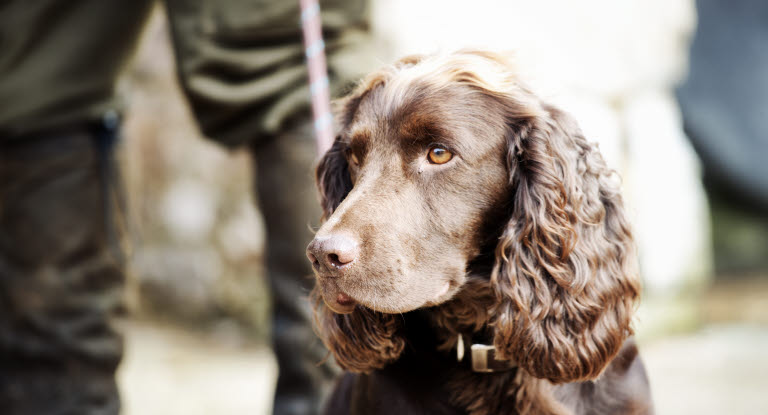 Chien couleur chocolat regardant dans le vide