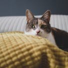 Le stress prolongé peut entraîner de graves maladies chez le chat