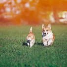 Chat et chien en plein soleil