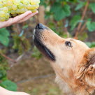 chien qui sent du raisin