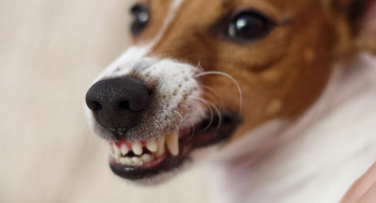 Un chien montrant les dents